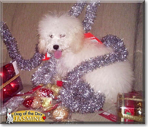 Jasmine, the Dog of the Day Jasmine, the Dog of the Day