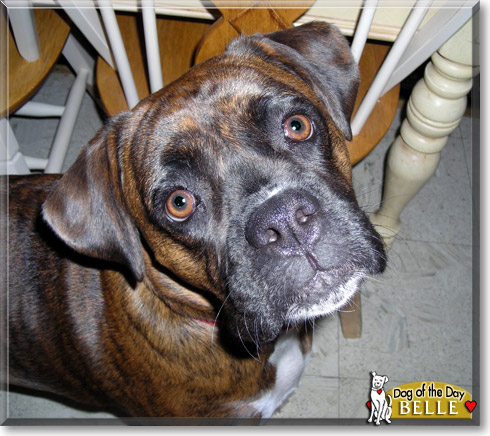 Belle, the Dog of the Day