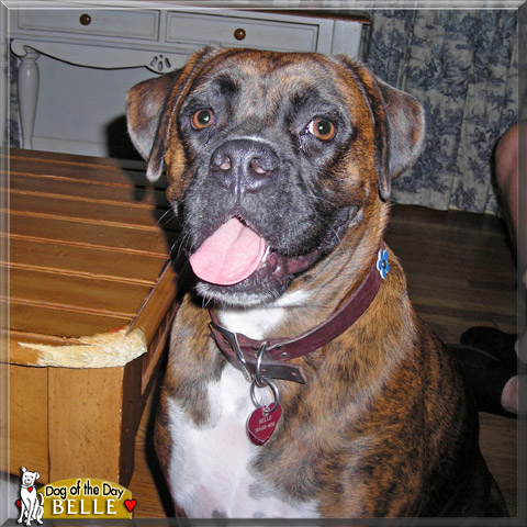 Belle, the Dog of the Day
