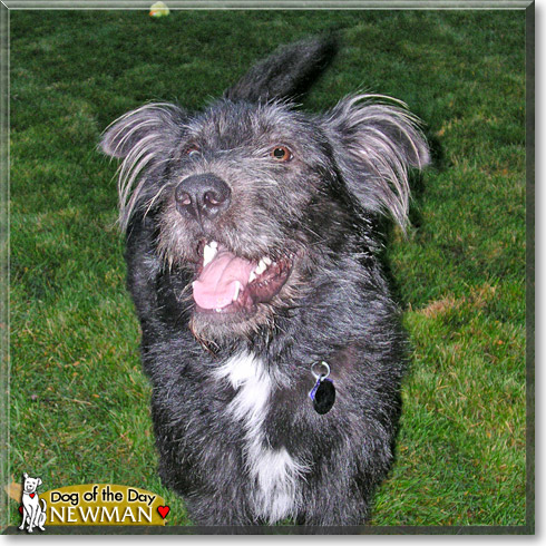 Newman, the Dog of the Day