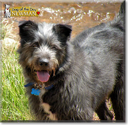 Newman, the Dog of the Day