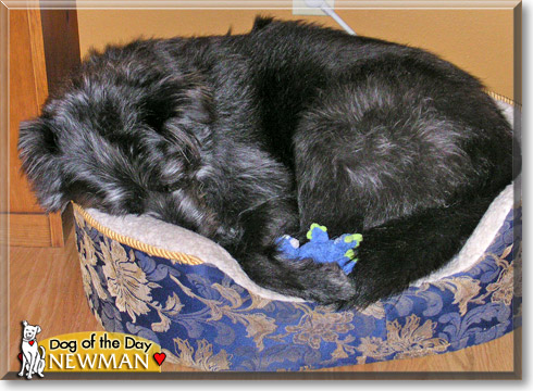 Newman, the Dog of the Day