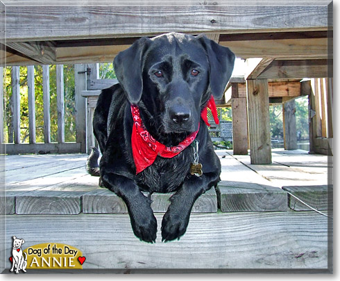Annie, the Dog of the Day