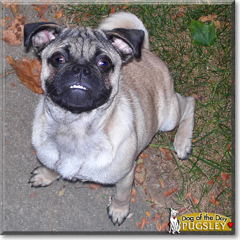 Pugsley, the Dog of the Day