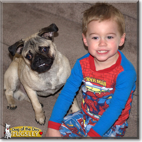 Pugsley, the Dog of the Day