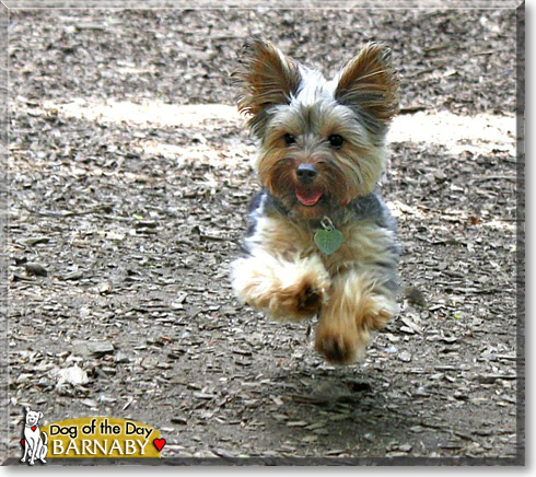 Barnaby, the Dog of the Day