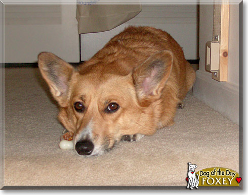 Foxey, the Dog of the Day