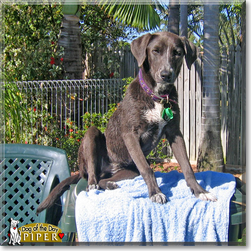 Piper, the Dog of the Day