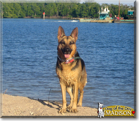 Madison, the Dog of the Day