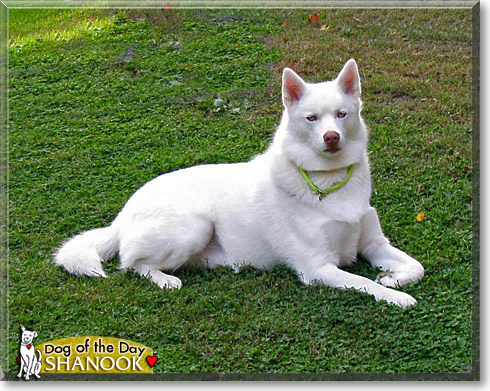 Shanook, the Dog of the Day Shanook, the Dog of the Day