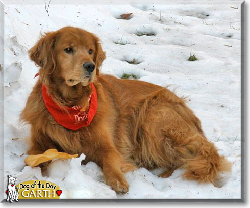 golden retriever dandruff scabs on golden retrievers belly breeds picture golden retriever dandruff scabs on golden retrievers belly breeds picture