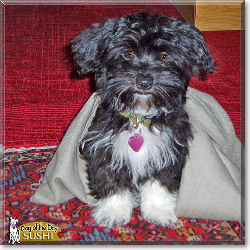 Sushi, the Dog of the Day