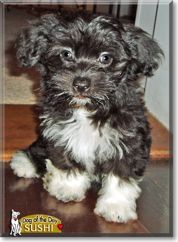Sushi, the Dog of the Day