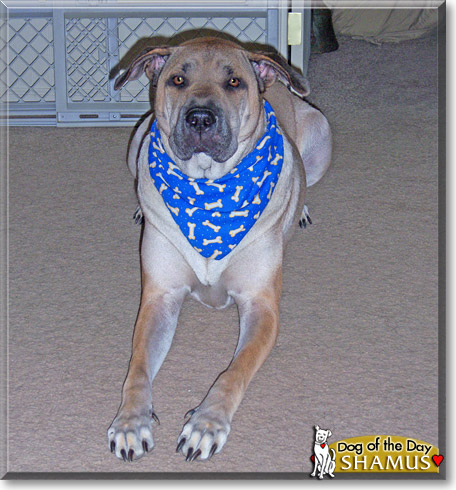 Shamus, the Dog of the Day