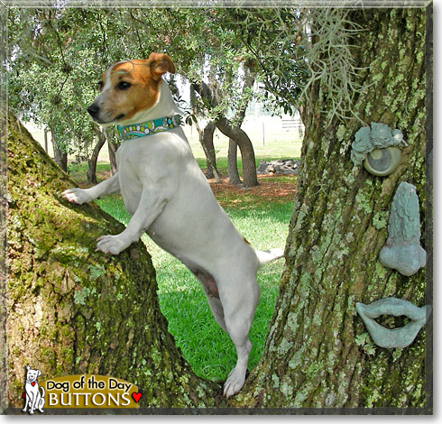 Buttons, the Dog of the Day