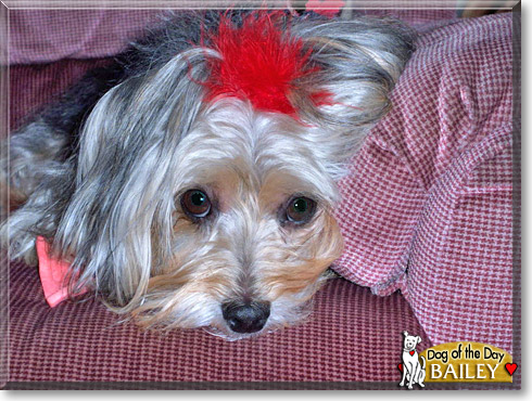 Bailey, the Dog of the Day Bailey, the Dog of the Day