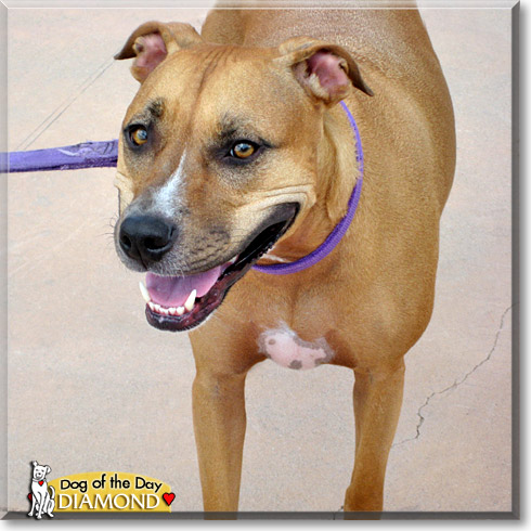 Diamond, the Dog of the Day Diamond, the Dog of the Day