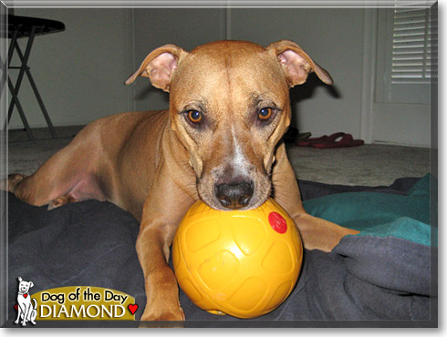 Diamond, the Dog of the Day Diamond, the Dog of the Day