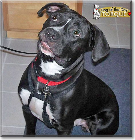 Torque, the Dog of the Day Torque, the Dog of the Day