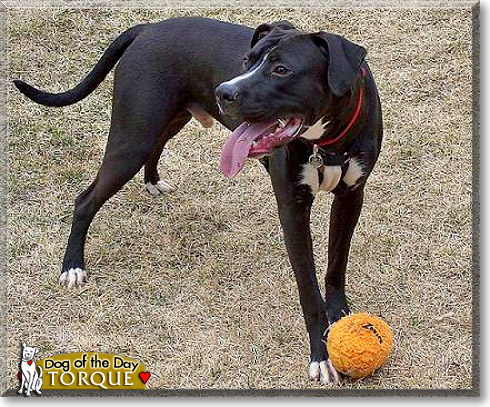 Torque, the Dog of the Day Torque, the Dog of the Day