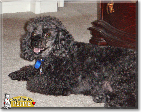 Peppie, the Dog of the Day