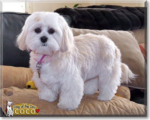 Coco, the Dog of the Day Coco, the Dog of the Day