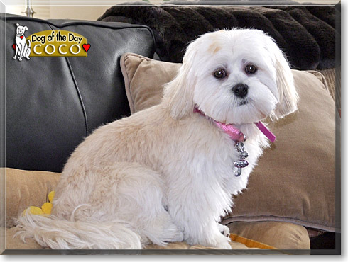 Coco, the Dog of the Day Coco, the Dog of the Day