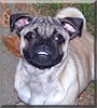 Pugsley