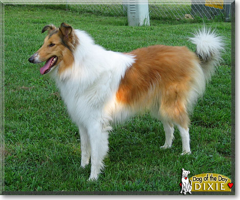 Dixie, the Dog of the Day