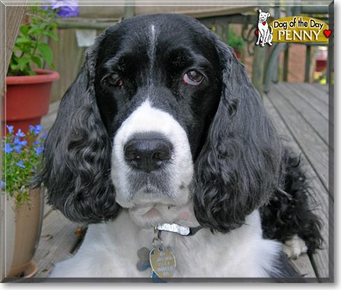 Penny, the Dog of the Day