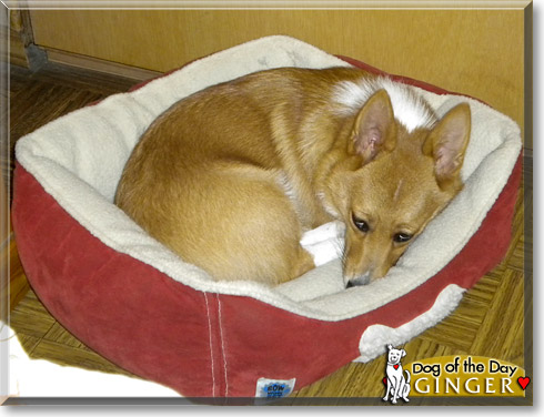 Ginger, the Dog of the Day