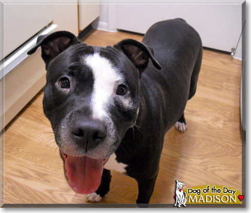 Madison, the Dog of the Day