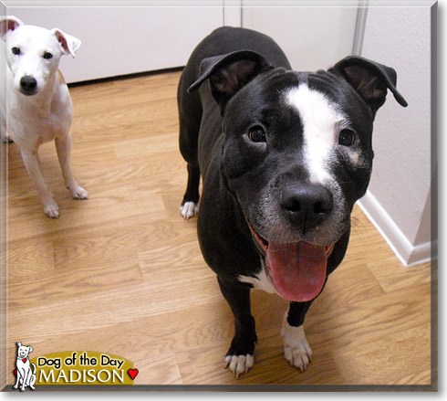Madison, the Dog of the Day