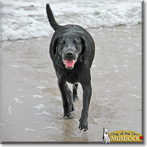 Murdock, the Dog of the Day