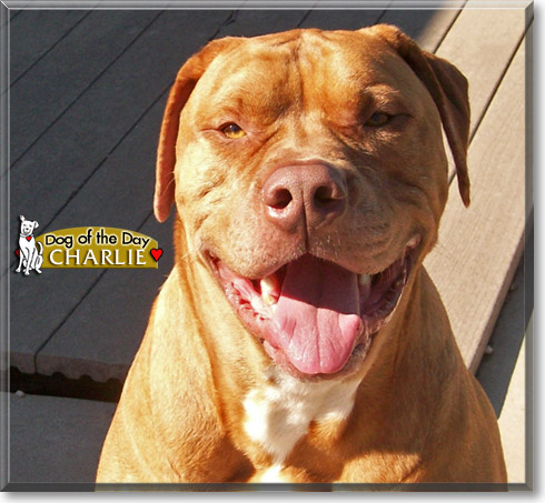 Charlie, the Dog of the Day
