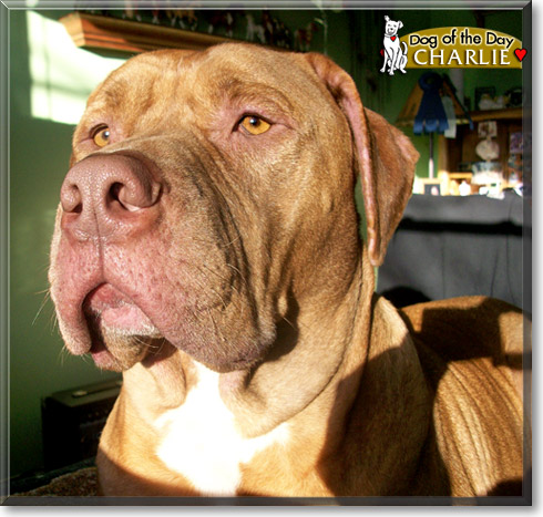 Charlie, the Dog of the Day