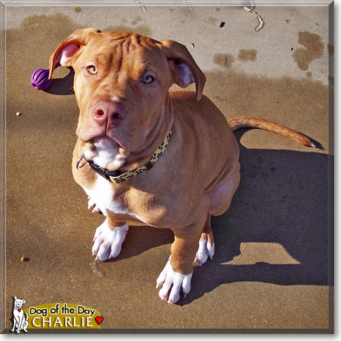 Charlie, the Dog of the Day