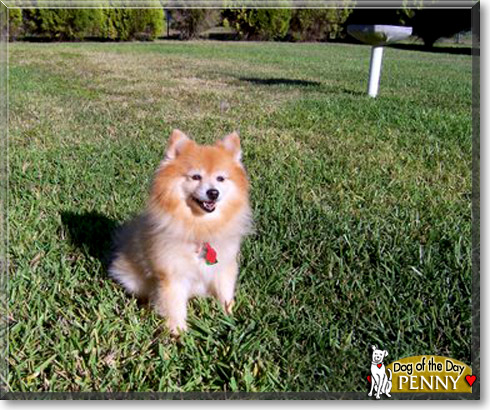 Penny, the Dog of the Day