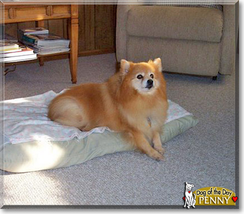 Penny, the Dog of the Day