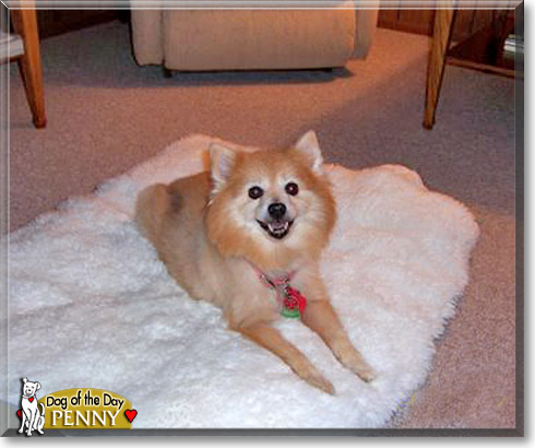 Penny, the Dog of the Day