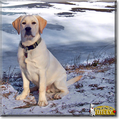 Utley, the Dog of the Day