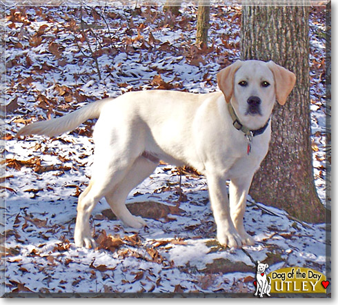 Utley, the Dog of the Day