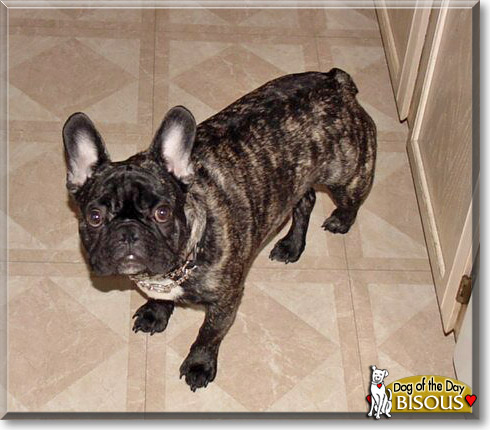 Bisous, the Dog of the Day