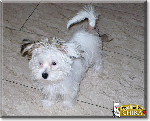 Chira, the Dog of the Day