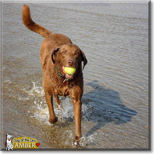 Amber, the Dog of the Day Amber, the Dog of the Day