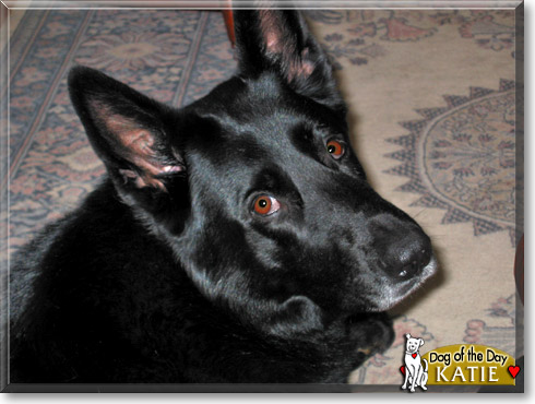 Katie, the Dog of the Day