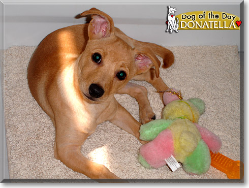 Donatella, the Dog of the Day Donatella, the Dog of the Day