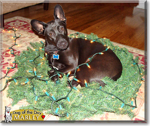 Marley, the Dog of the Day