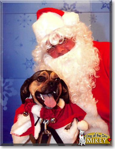 Mikey, the Dog of the Day