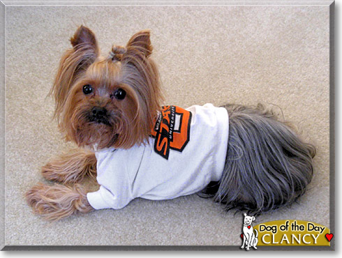 Clancy, the Dog of the Day